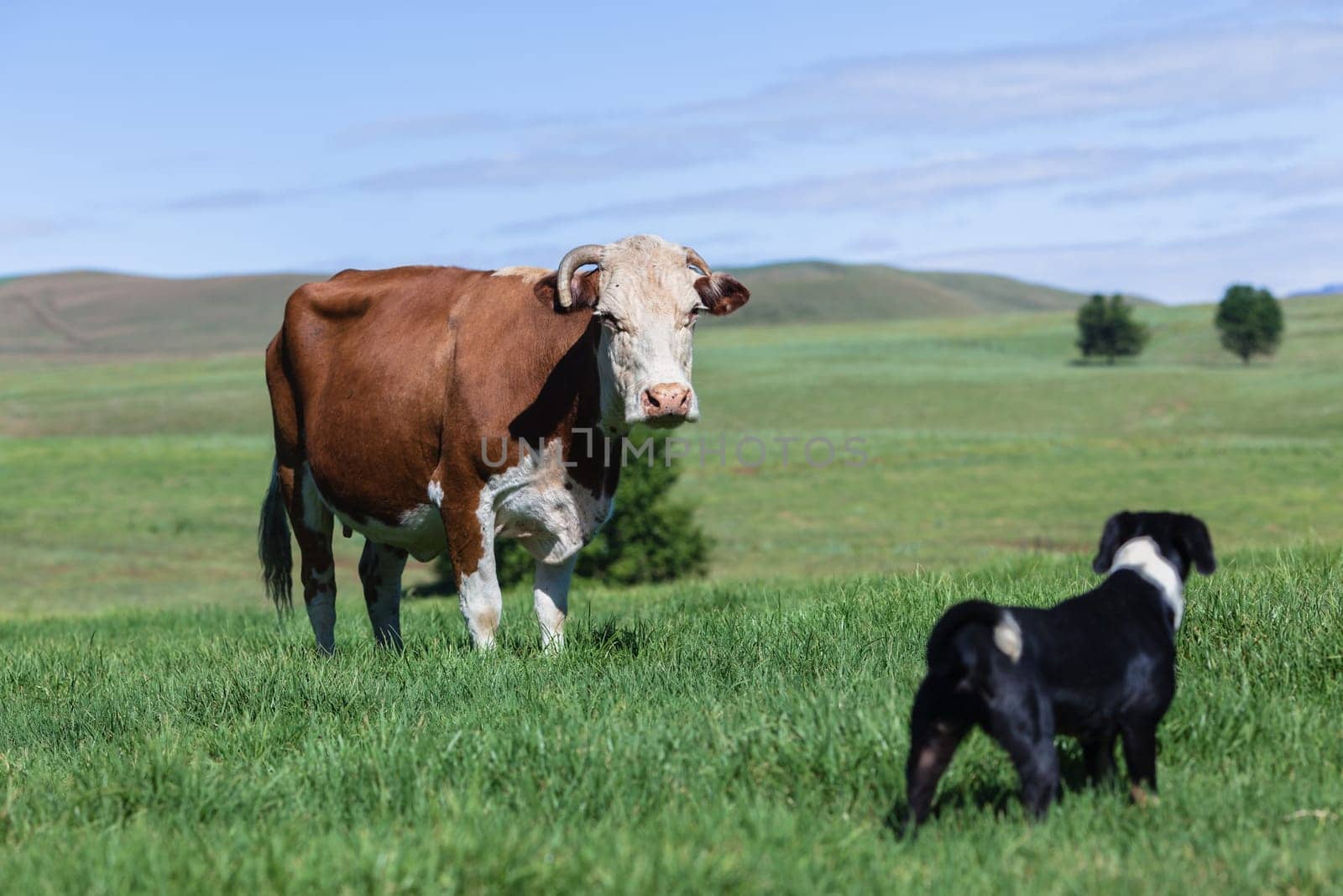 Dog's playtime harassing cow animal in green field in rural mountains