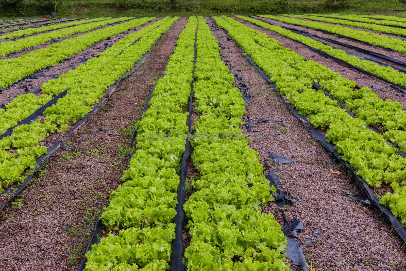 Hydroponic organic farming agriculture of seedlings vegetables and herbs growing in stones water supplied lanes.