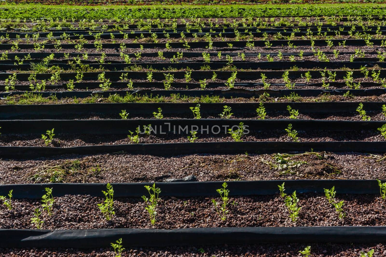 Hydroponic organic farming agriculture of seedlings vegetables and herbs growing in stones water supplied lanes.