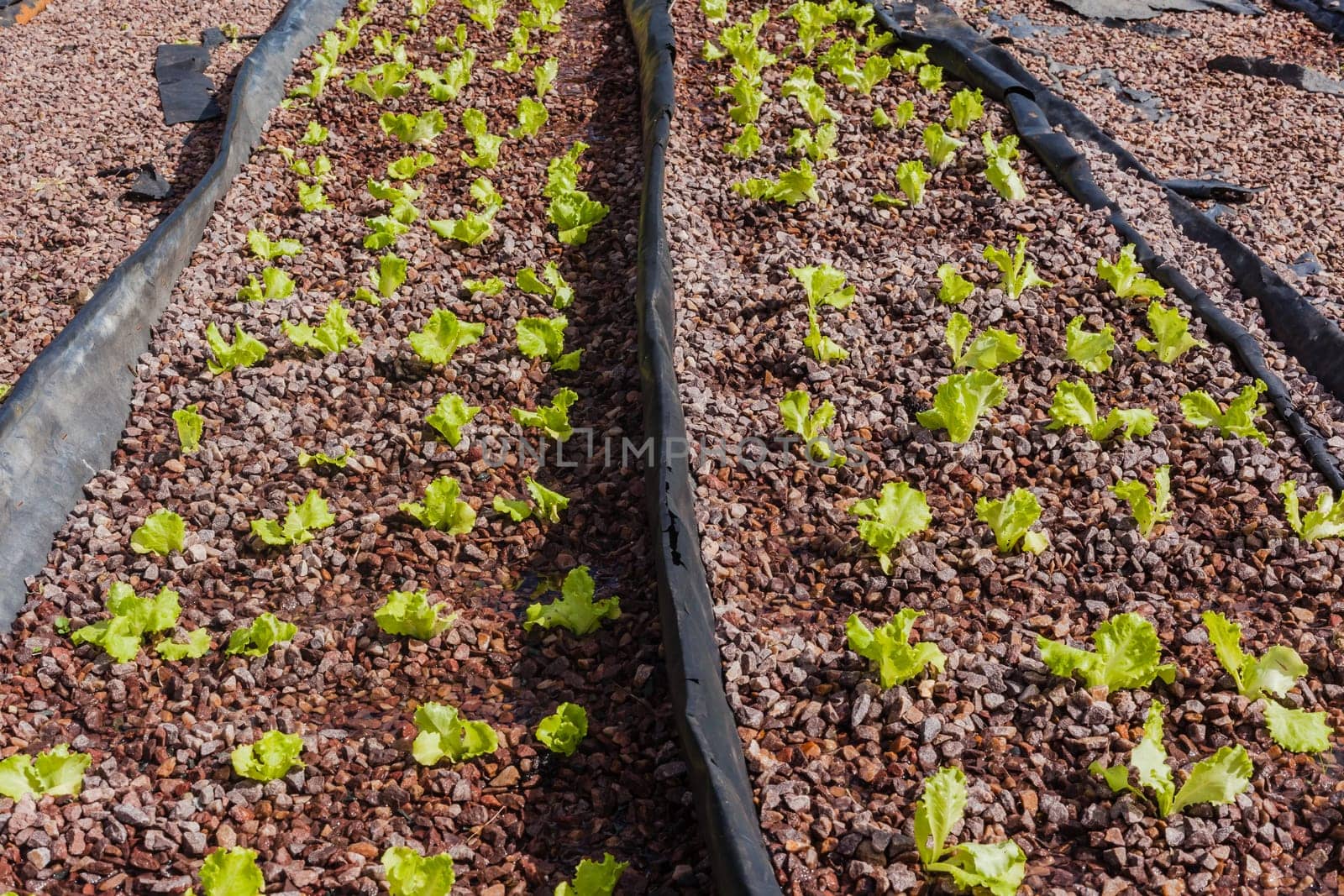 Hydroponic organic farming agriculture of seedlings vegetables and herbs growing in stones water supplied lanes.