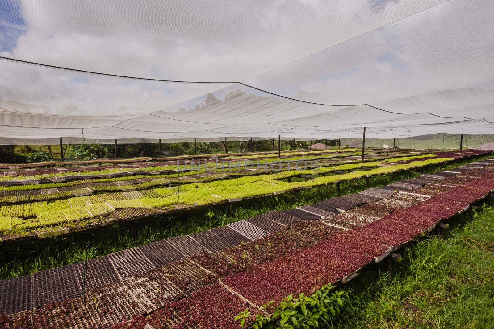 Hydroponic organic farming agriculture of seedlings vegetables and herbs growing in stones water supplied lanes.