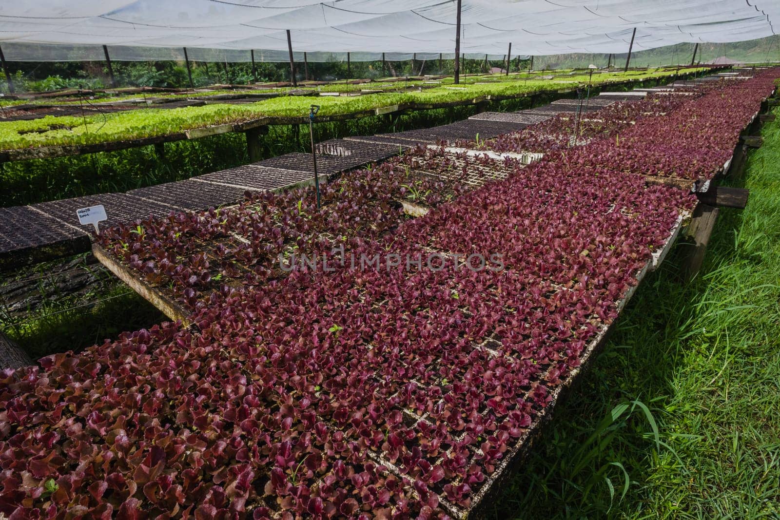 Hydroponic organic farming agriculture of seedlings vegetables and herbs growing in stones water supplied lanes.