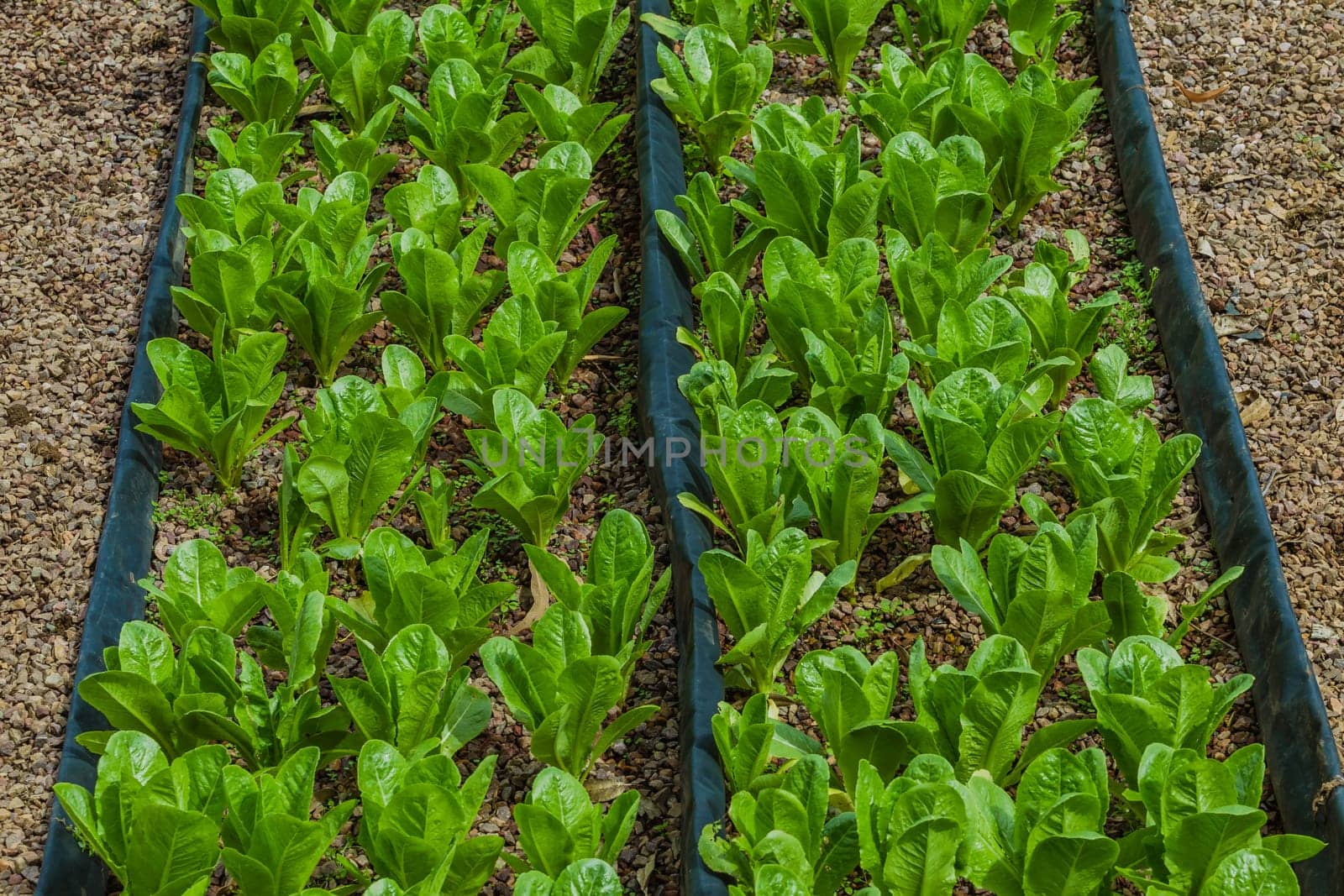 Hydroponic organic farming agriculture of seedlings vegetables and herbs growing in stones water supplied lanes.