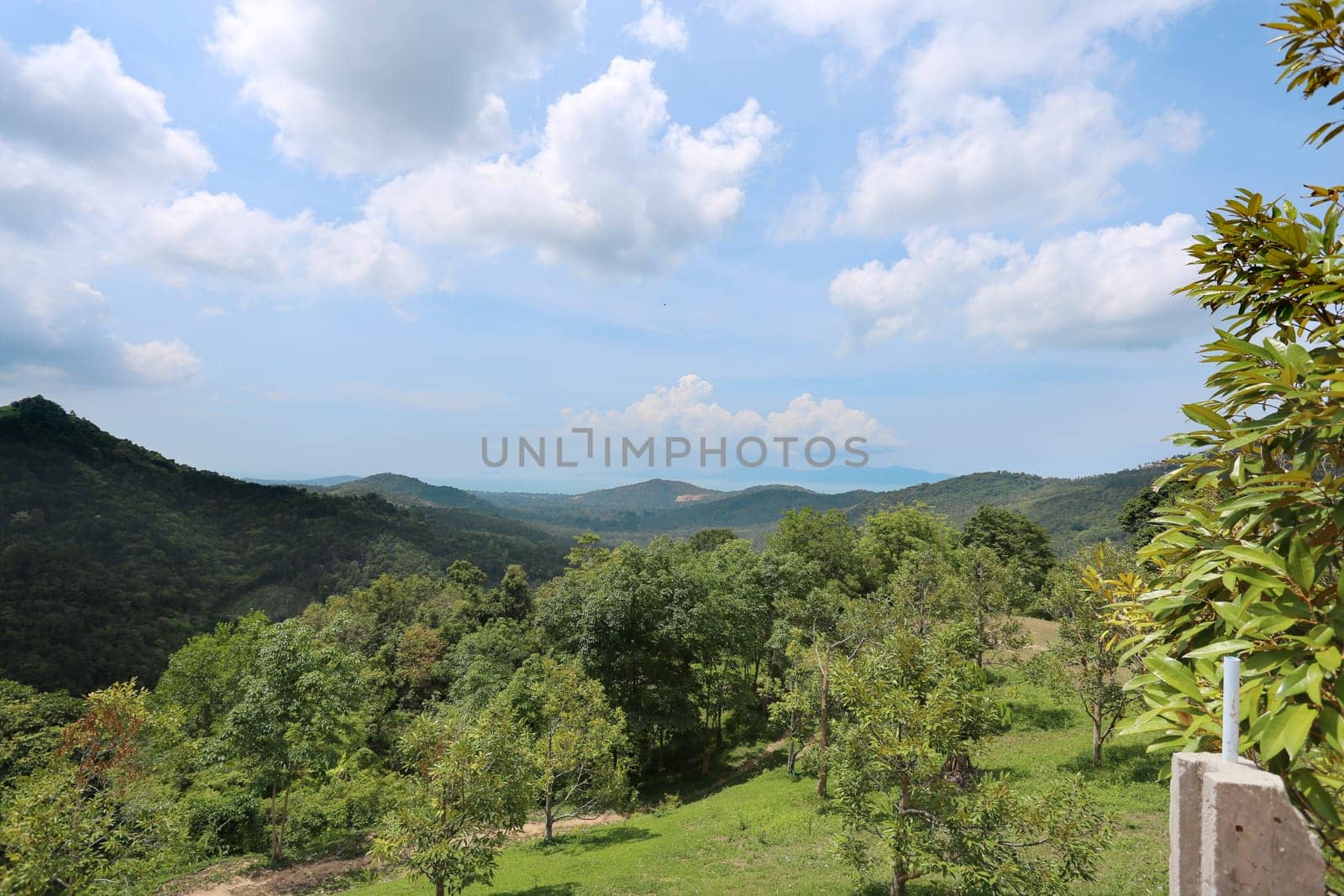 tropical landscape