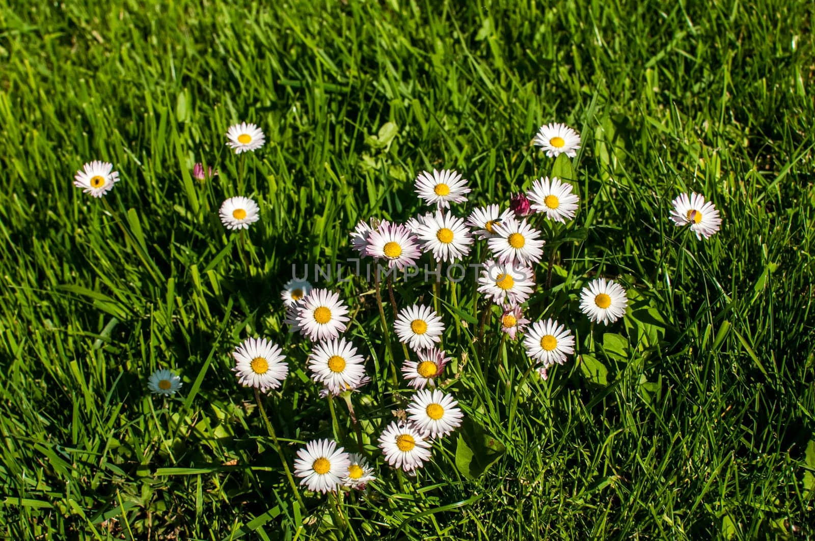 Daisies on green spring lawn grass closeup