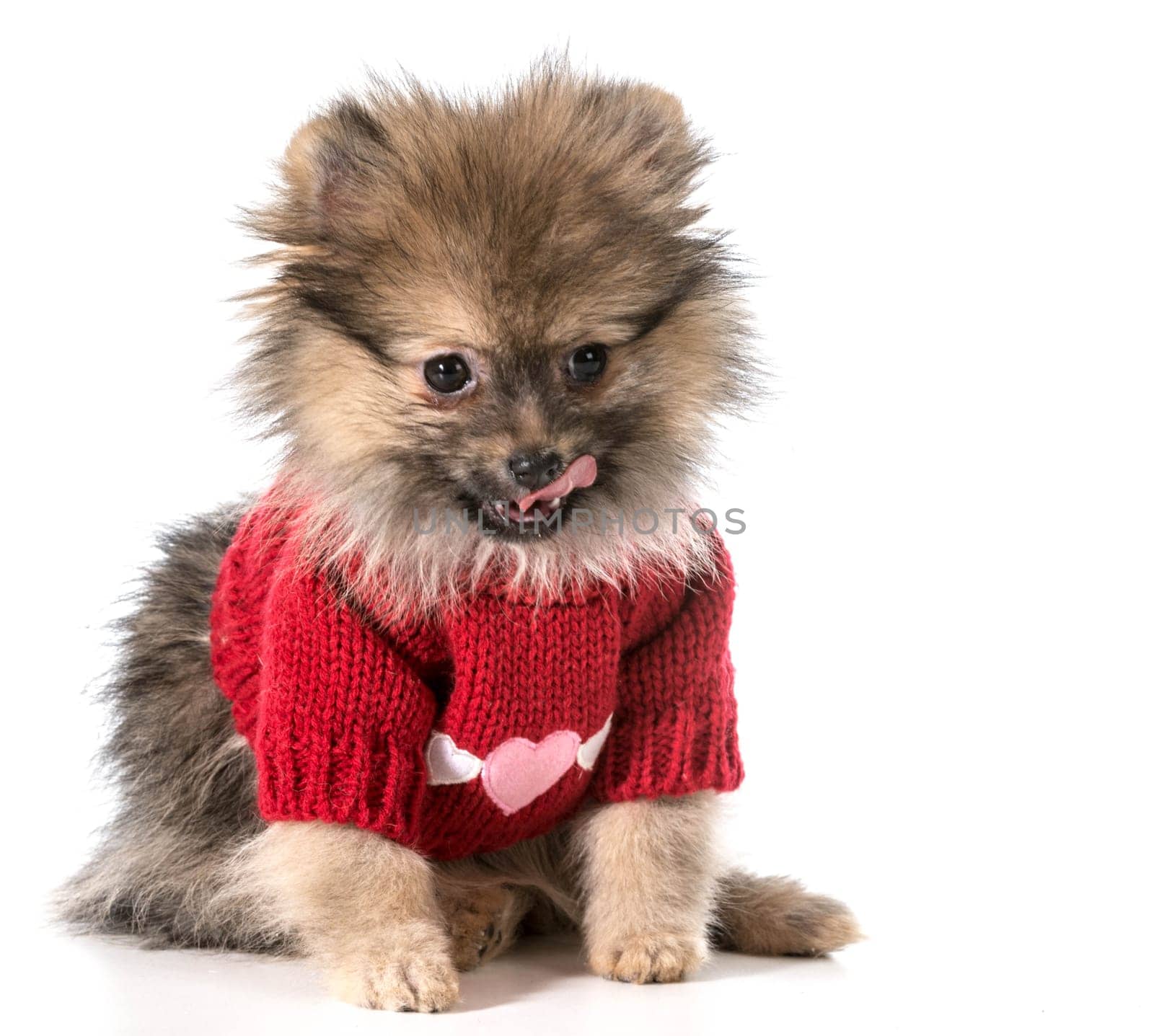 pomeranian wearing red sweater with hearts