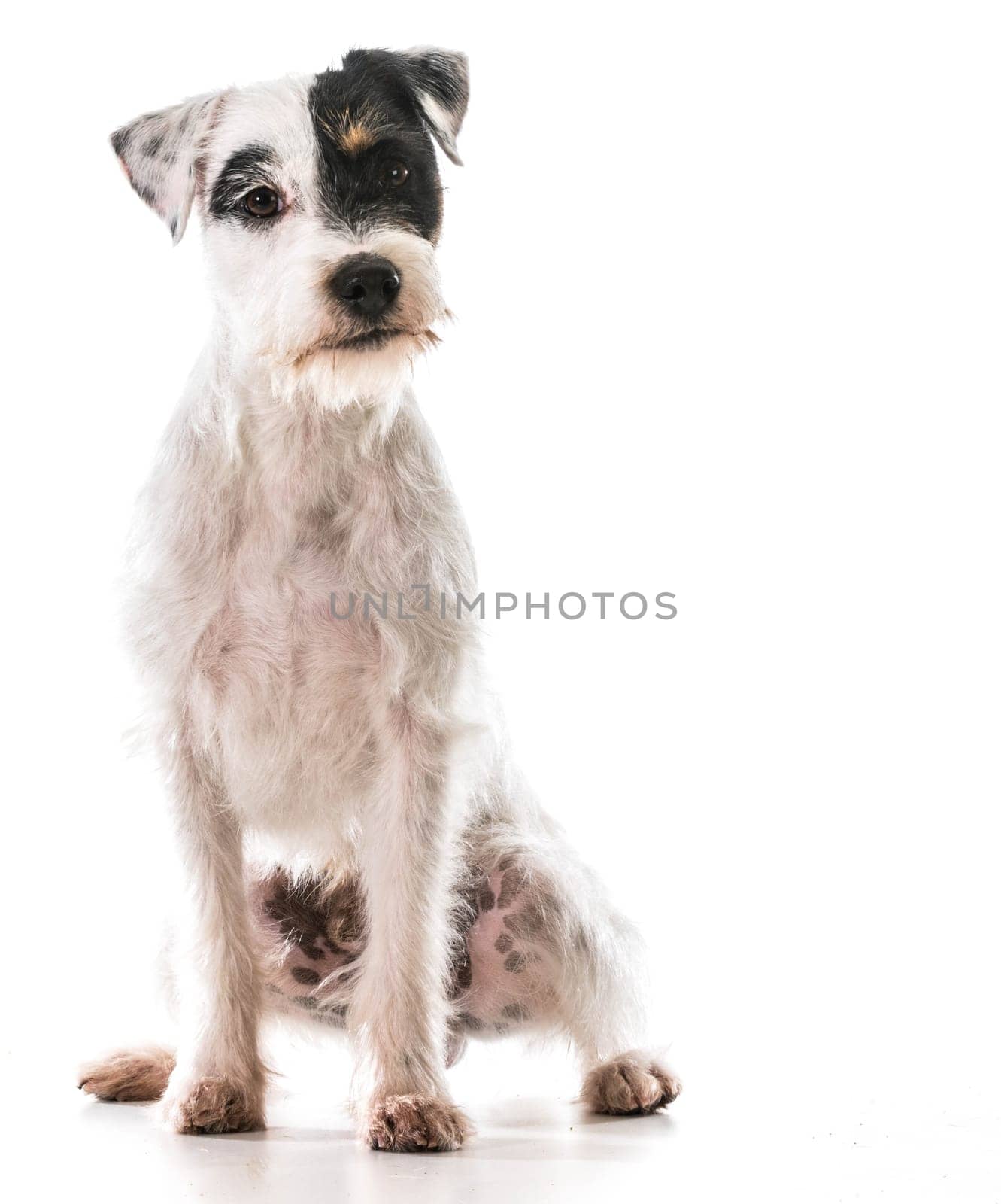 jack russel terrier sitting