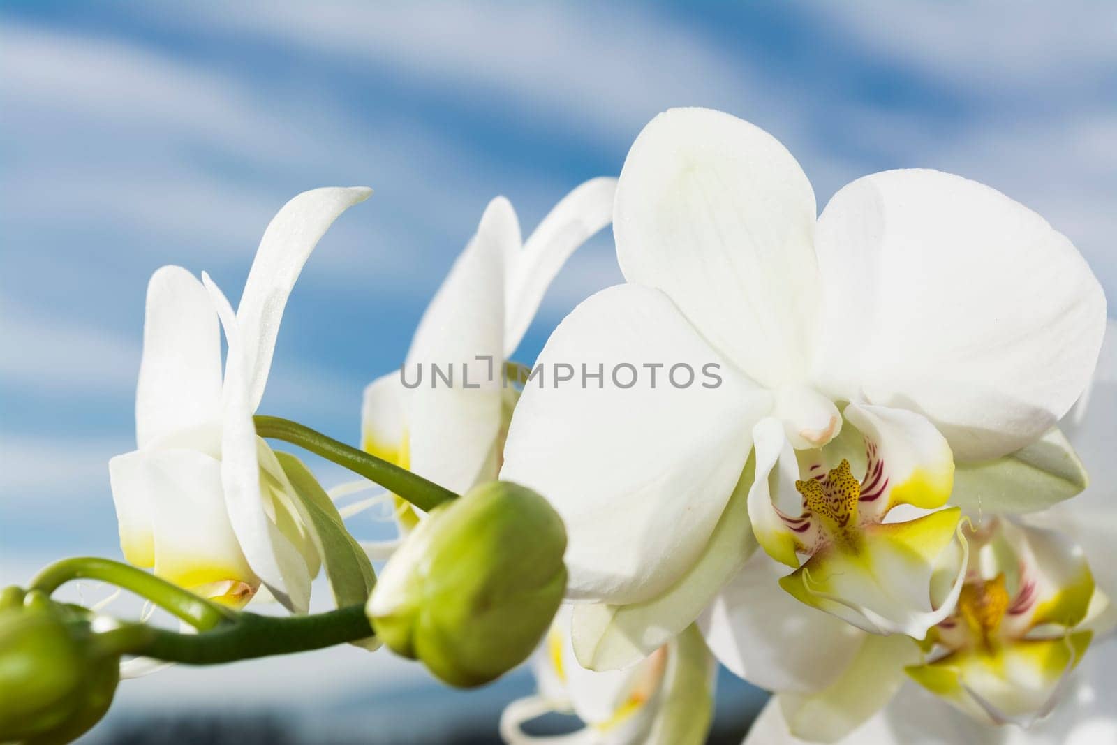 White orchid with yellow details with sky and clouds