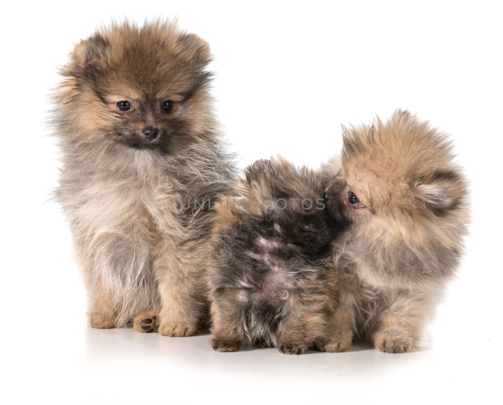 three pomeranian puppies sitting on white background