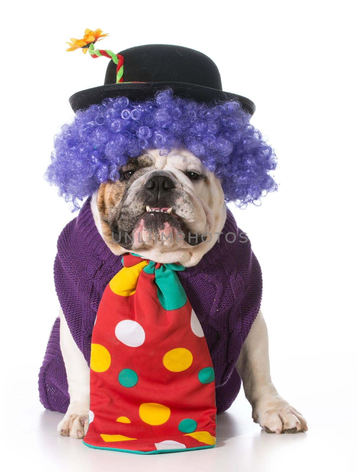 silly dog wearing clown costume on white background - english bulldog