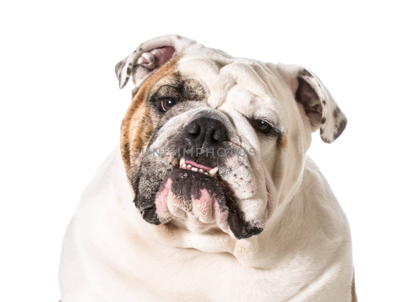 english bulldog portrait on white background