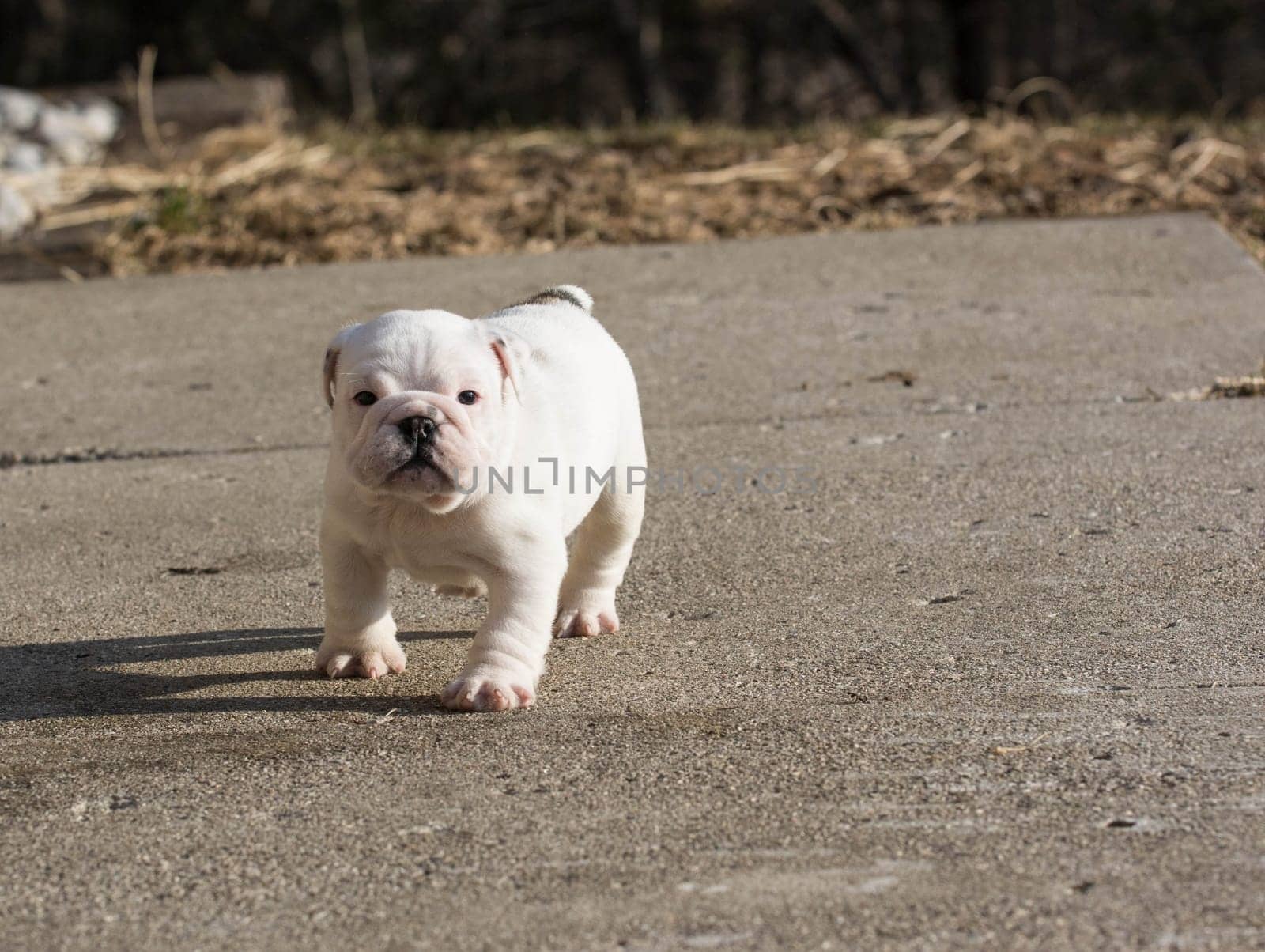 english bulldog puppy running outside - 6 weeks old