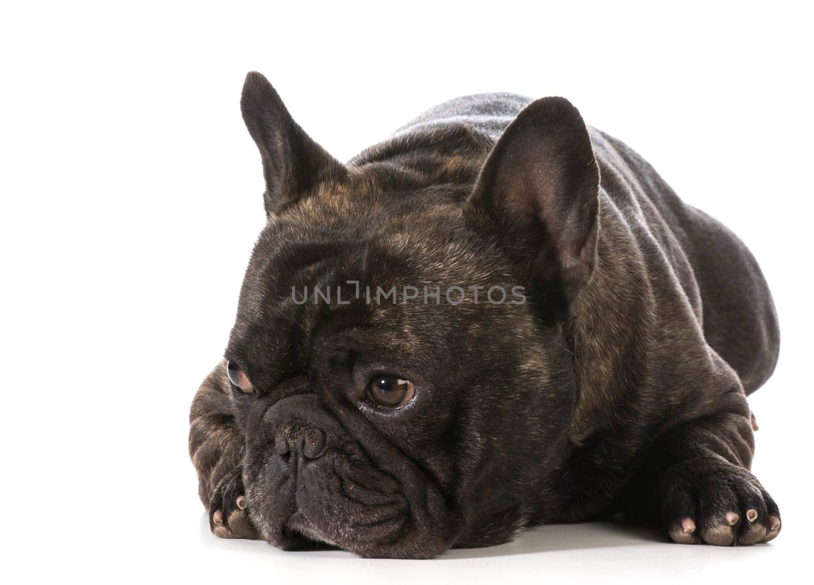 french bulldog laying down looking to the side