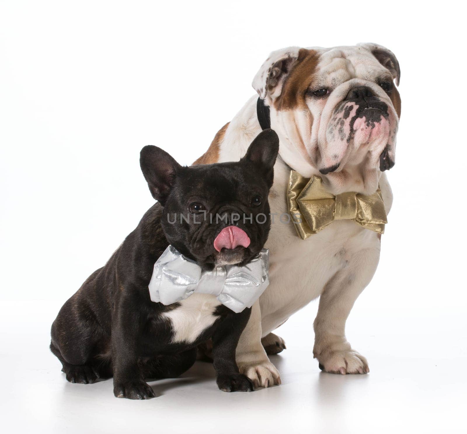 english and french bulldogs wearing bowties