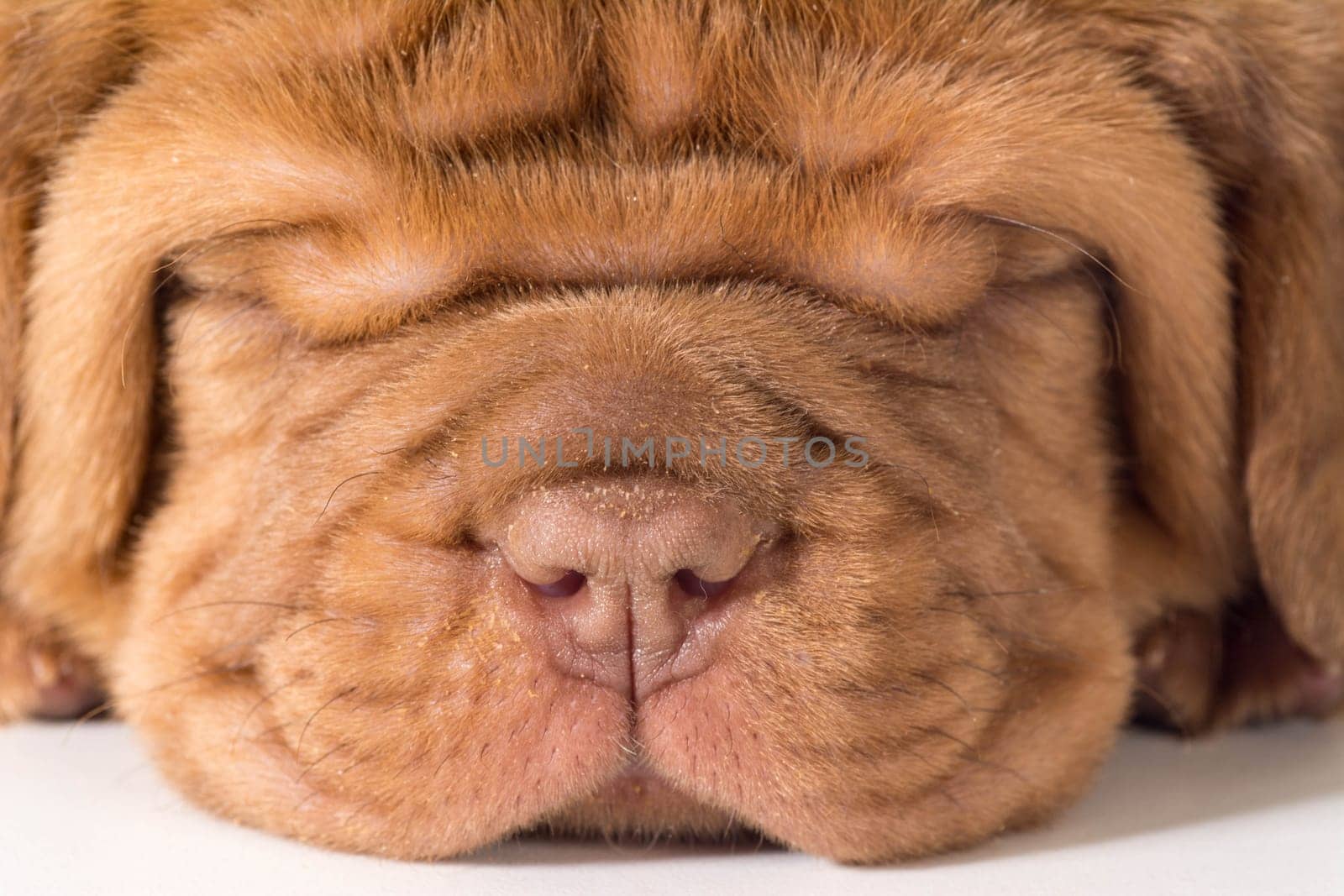 cute puppy - dogue de bordeaux
