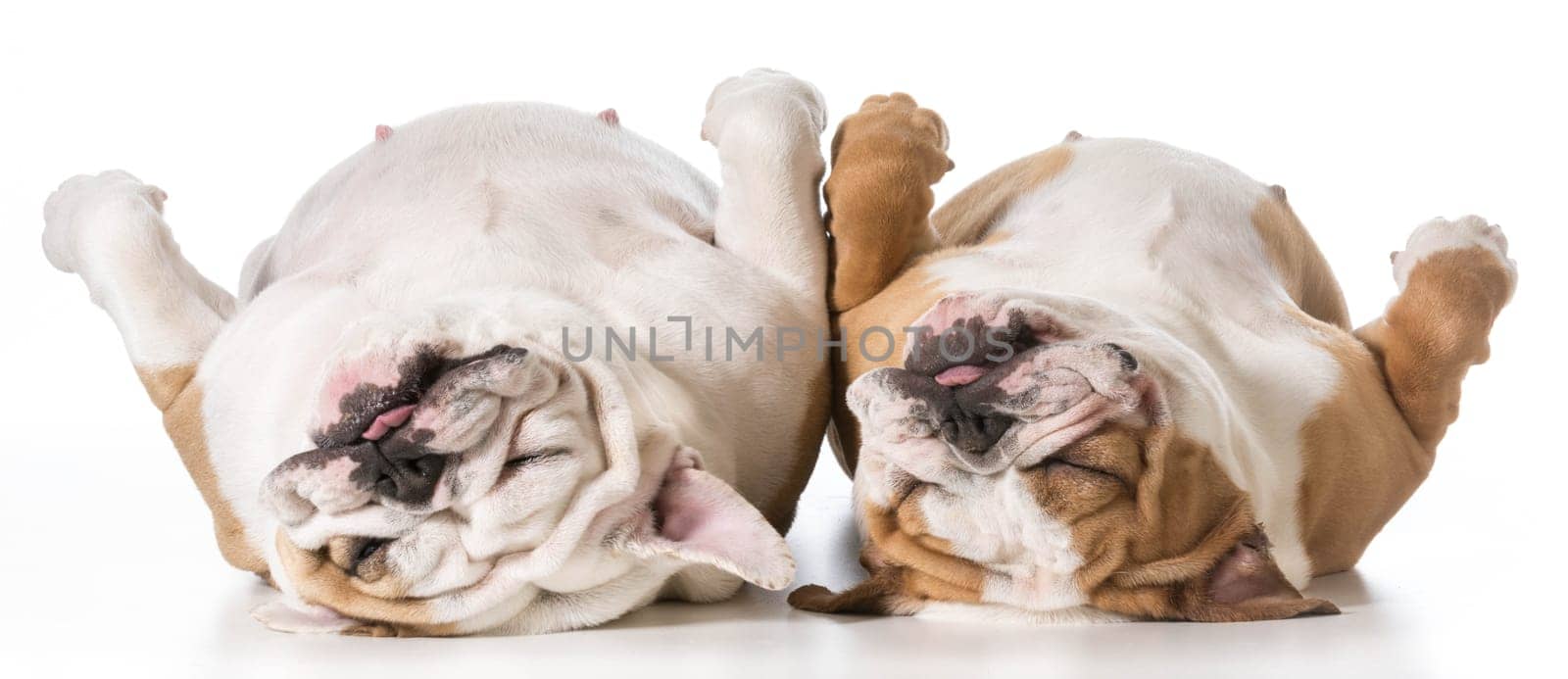 mother and daughter english bulldog laying on back sleeping