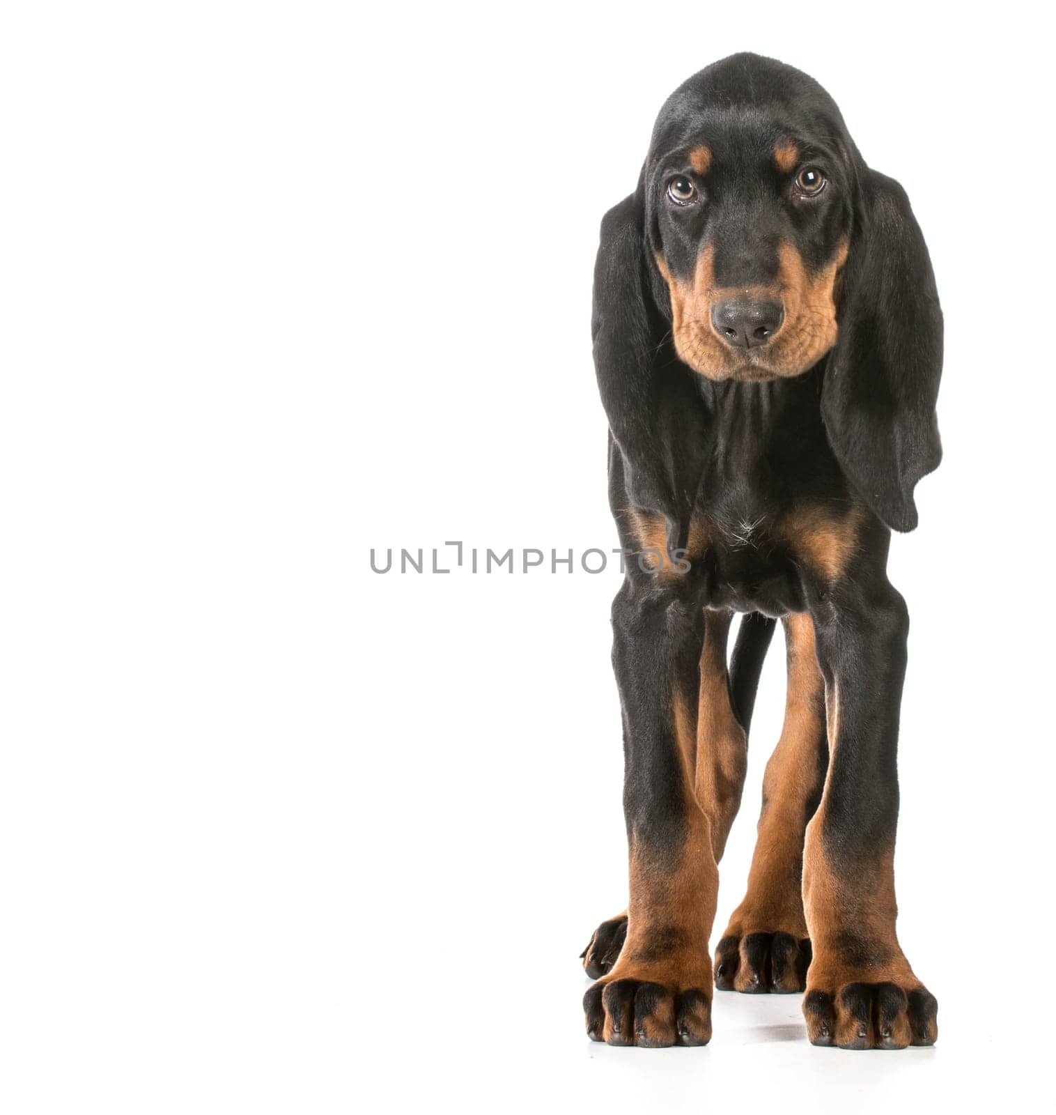 cute puppy - black and tan coonhound standing on white background