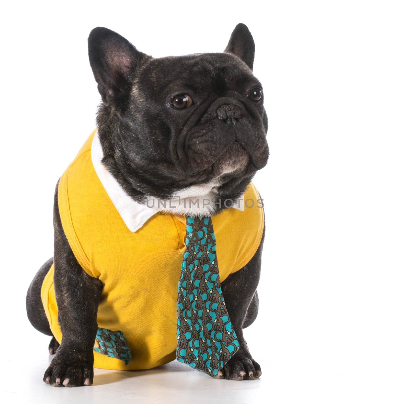 french bulldog wearing shirt and tie sitting looking at viewer