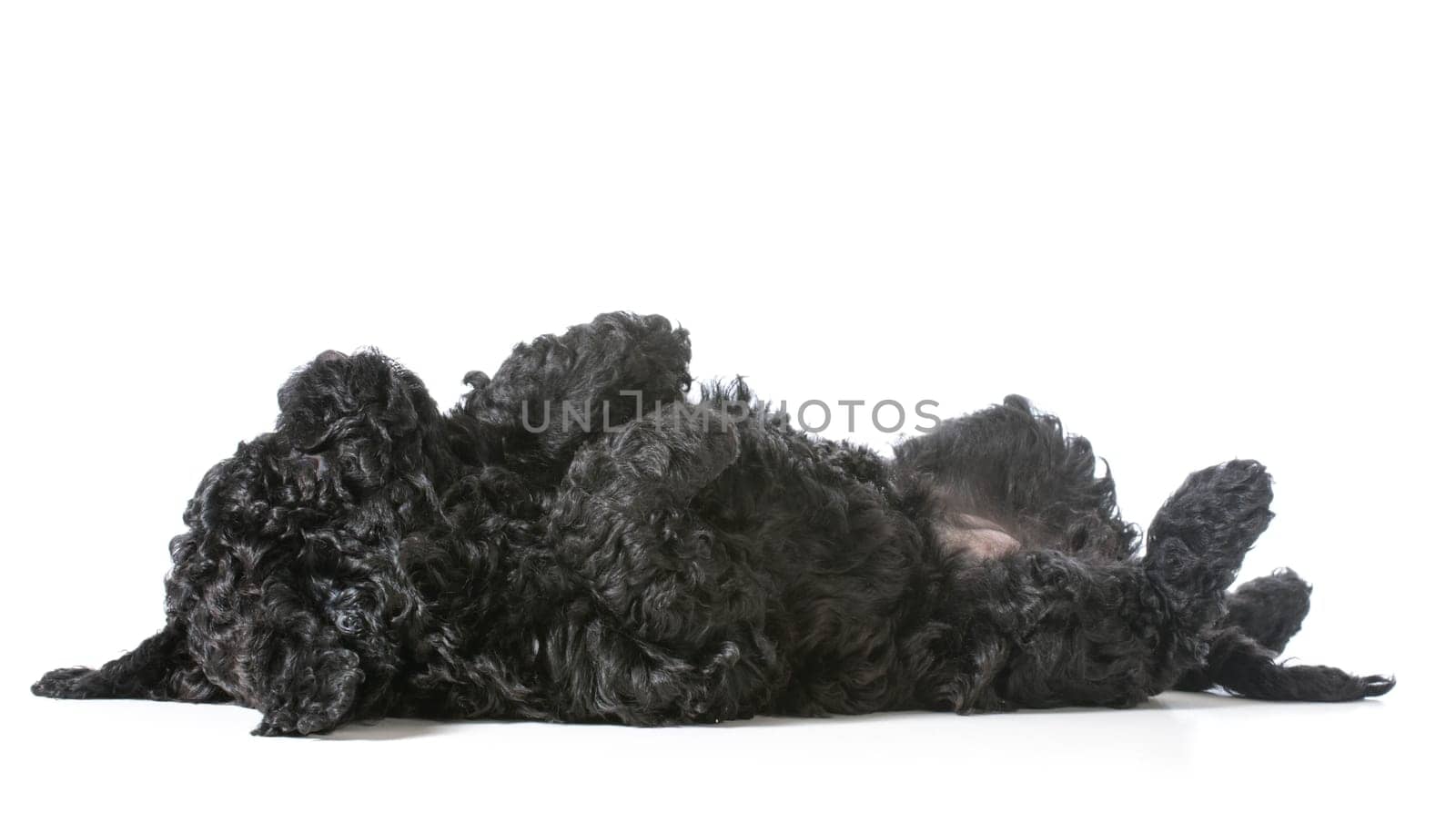 tired barbet puppy laying down resting - 8 weeks old