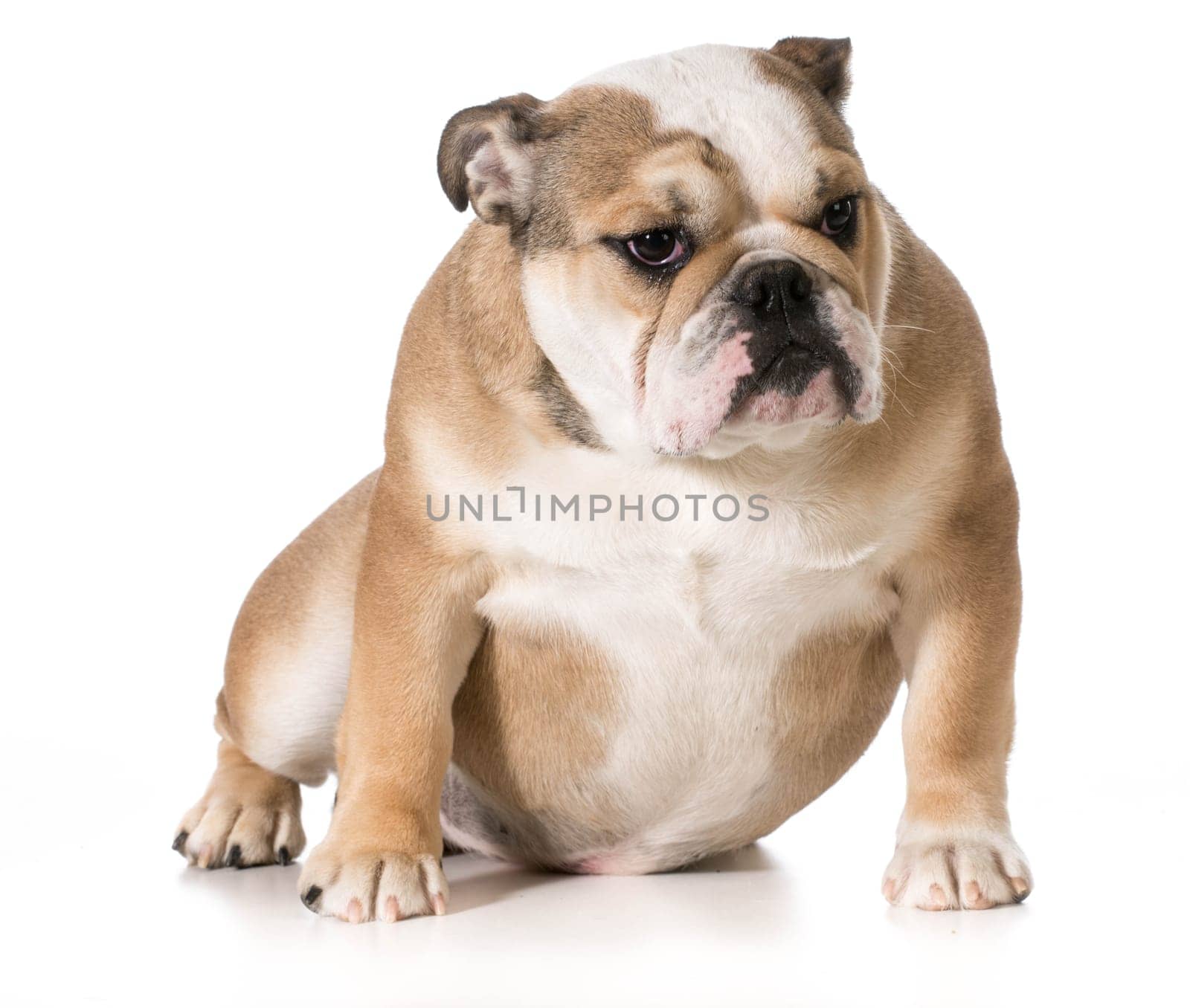 english bulldog sitting - 8 month old puppy