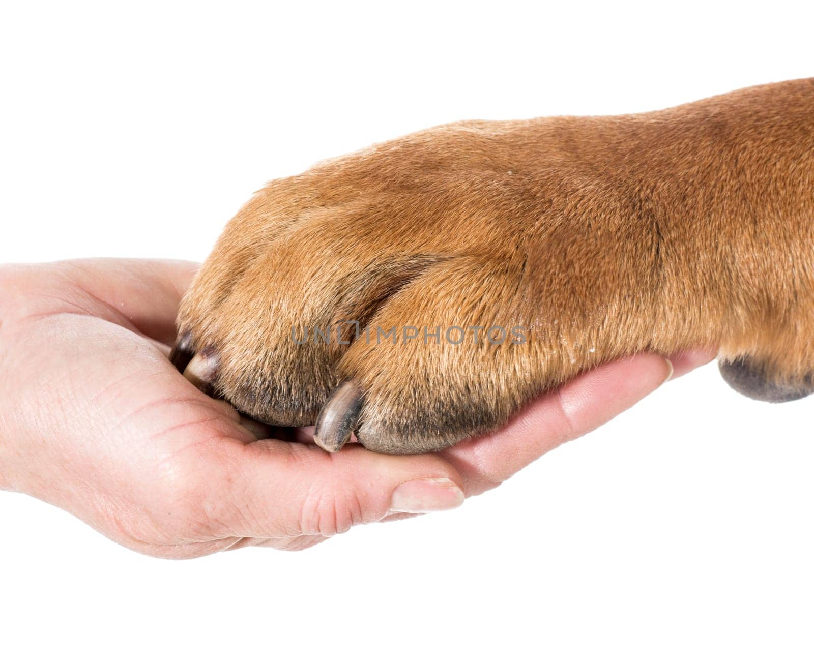 dog paw resting in human hand on white background