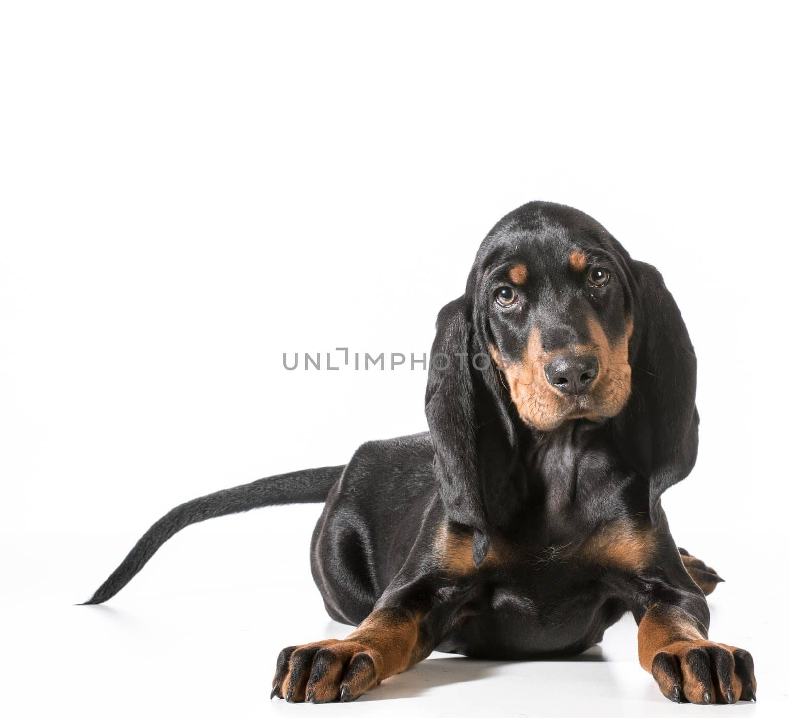 cute puppy - black and tan coonhound laying down on white background