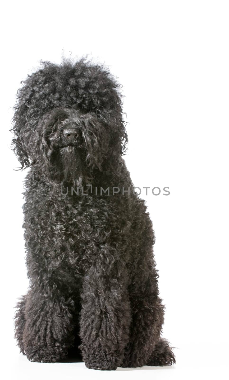 adult barbet sitting looking at viewer on white background