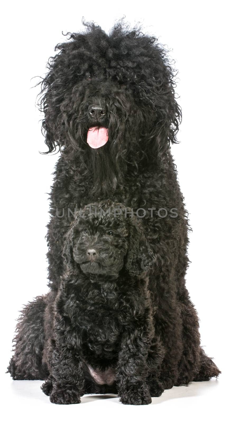 barbet mother and puppy isolated on white
