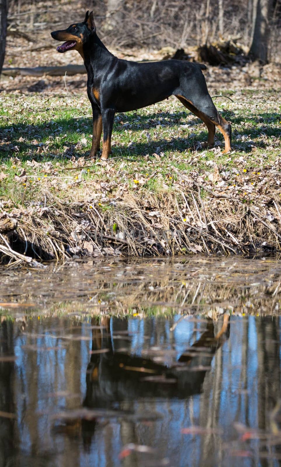 doberman pinscher standing by waters edge with reflection