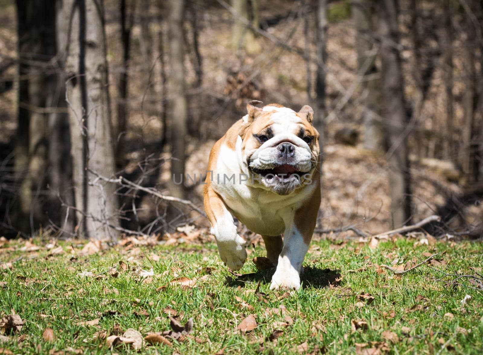 english bulldog running in the grass