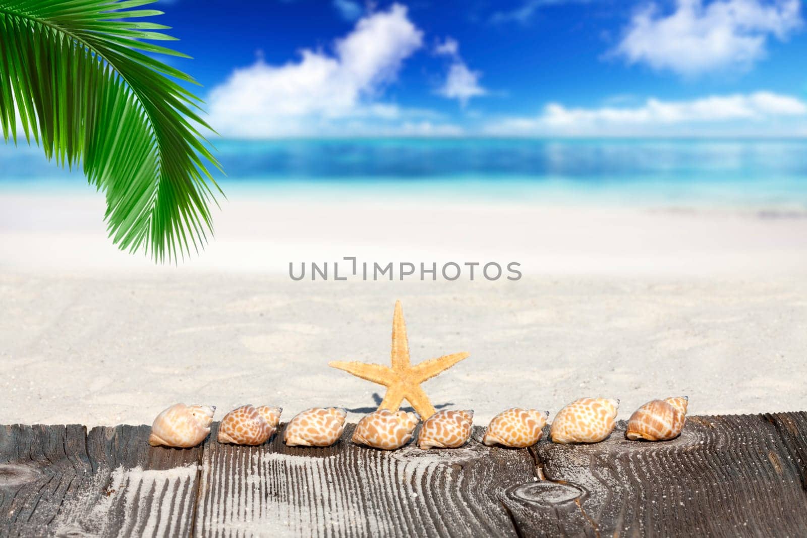 Mussels under palm fronds on the beach