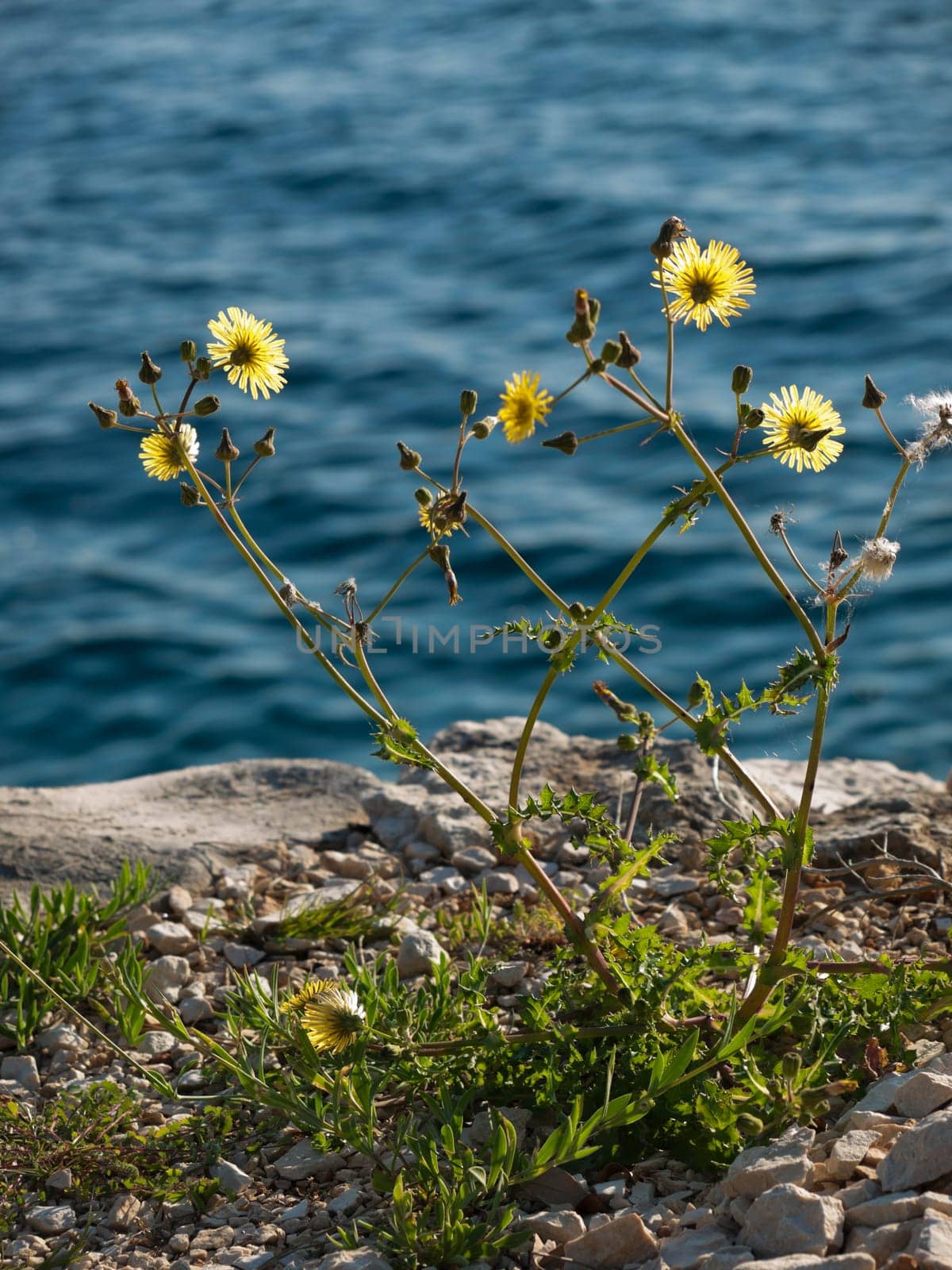 yellow wild flower on the coast