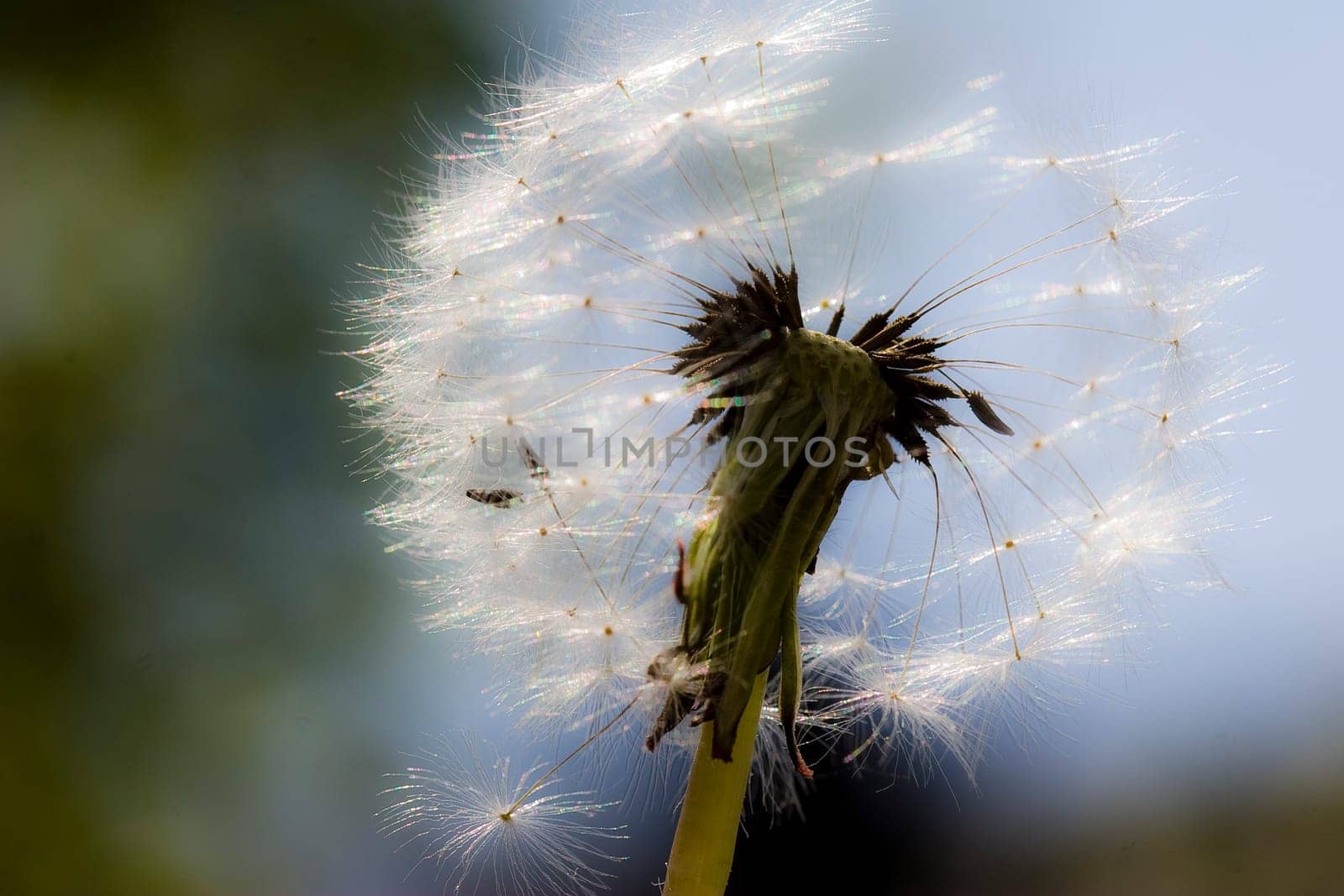 Pusteblume