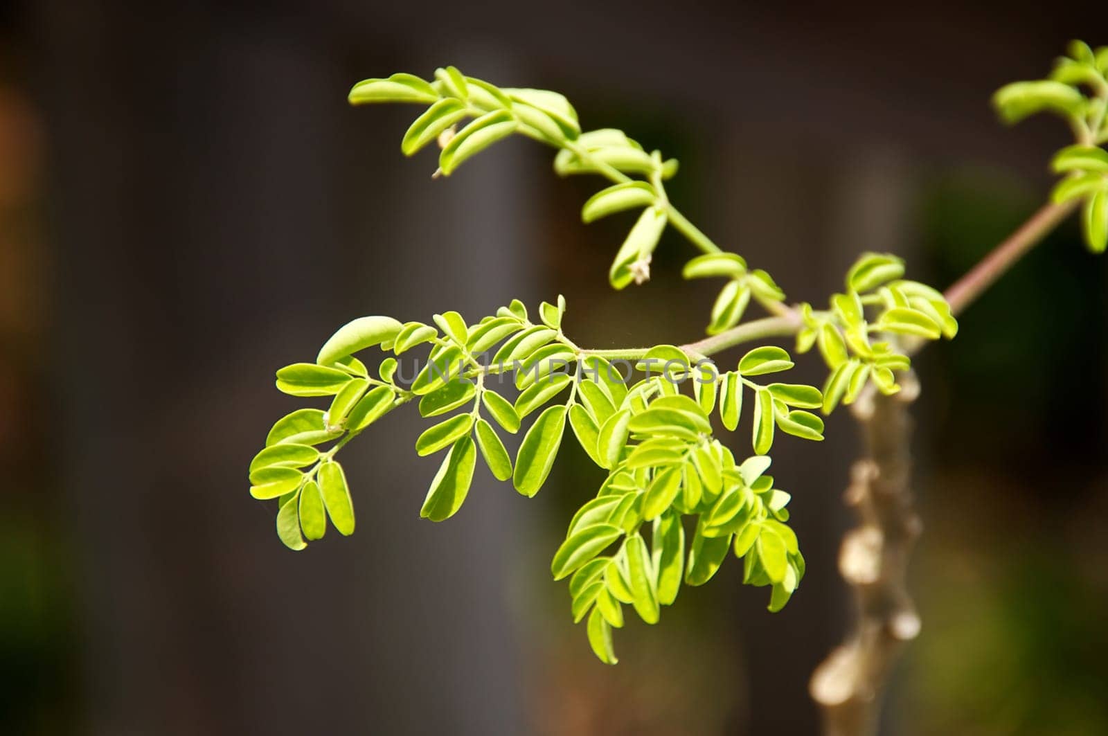 Looking at young moringa tree with small leaves used for alternative medicine and supplements.