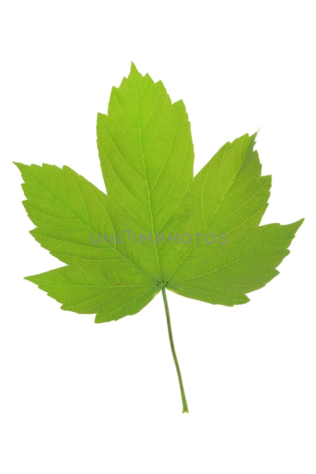 Maple leaf