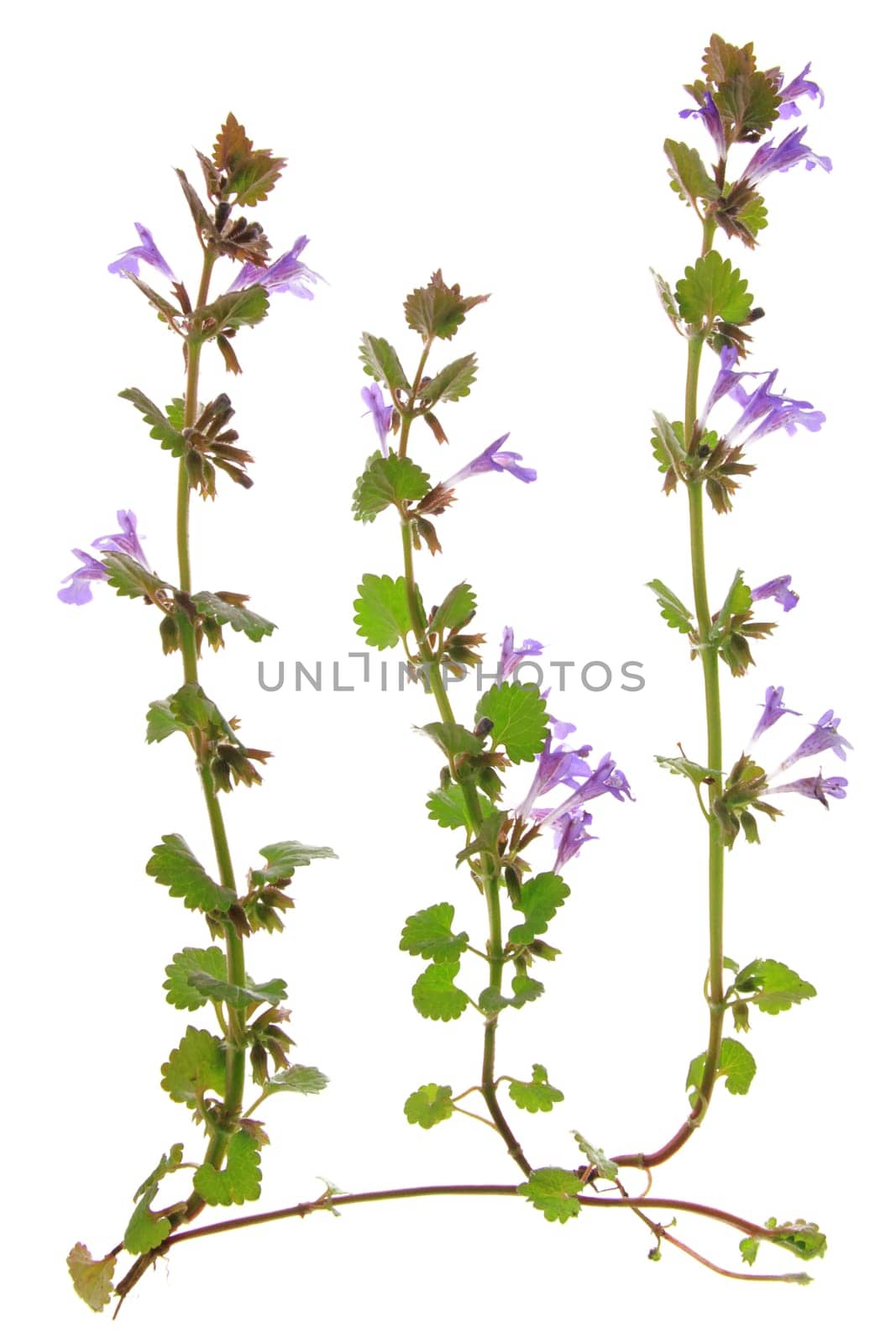 Creeping Günsel (Ajuga reptans) exposed plant against a white background