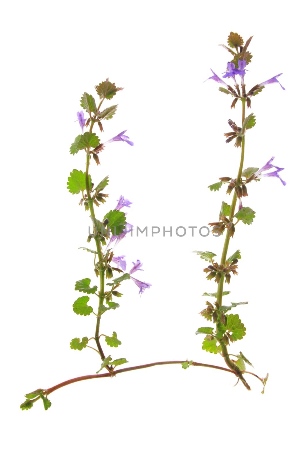 Creeping Günsel (Ajuga reptans) exposed plant against a white background
