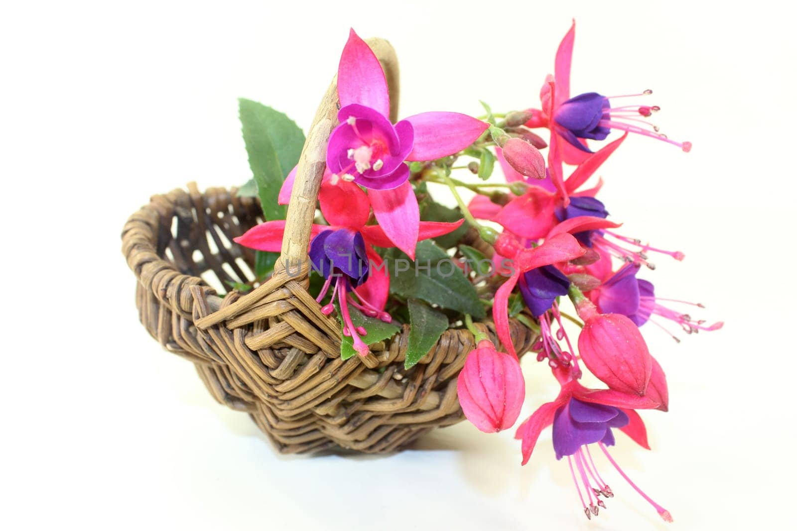 pink fuchsia flowers against a white background