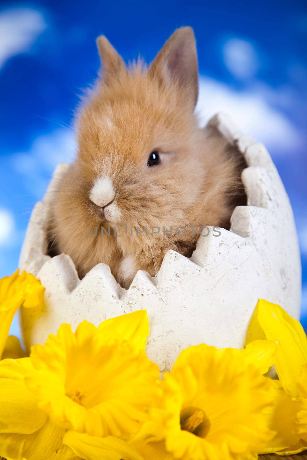 Rabbit