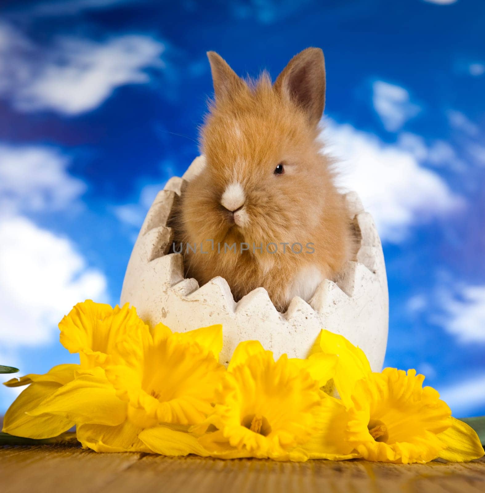 Rabbit