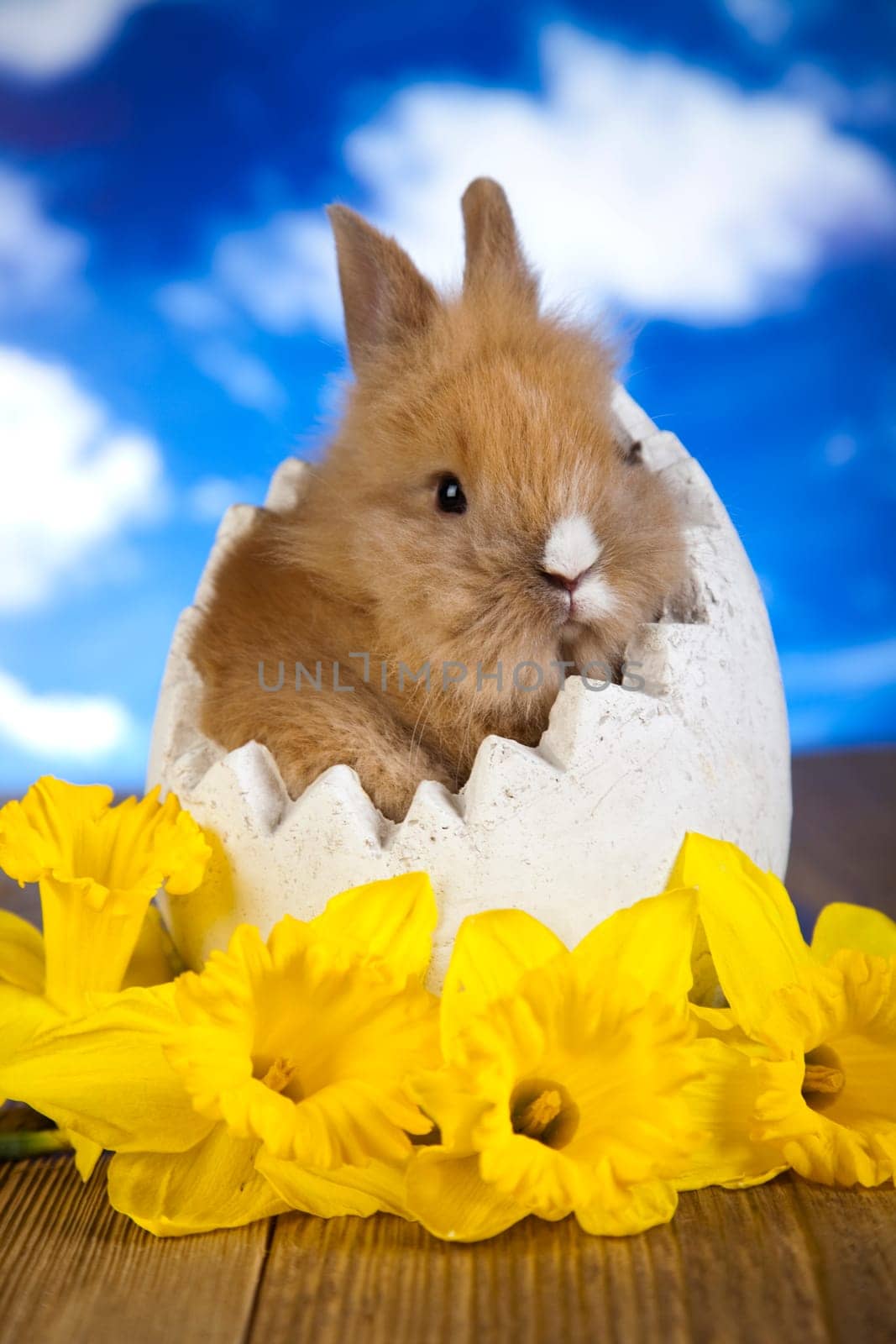 Baby bunny
