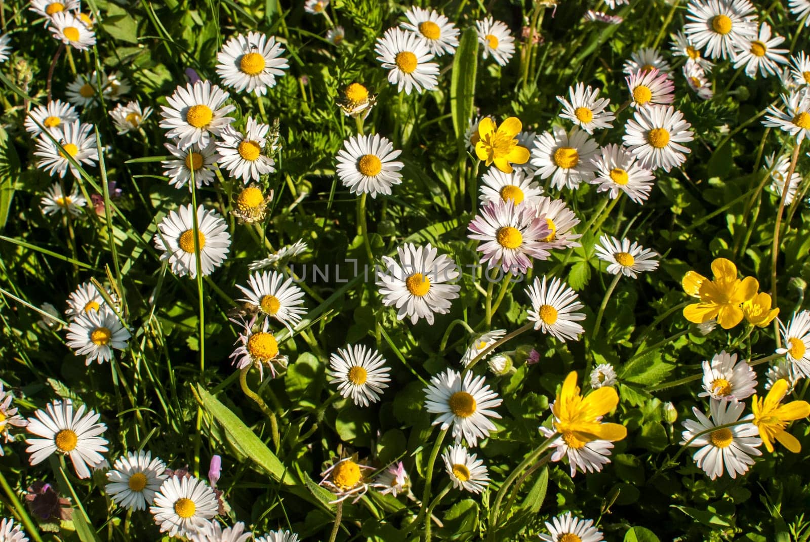 pring, meadow, daisy, lawn, green, nature, flower, field