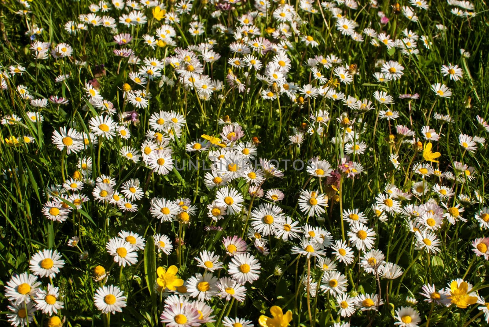 pring, meadow, daisy, lawn, green, nature, flower, field