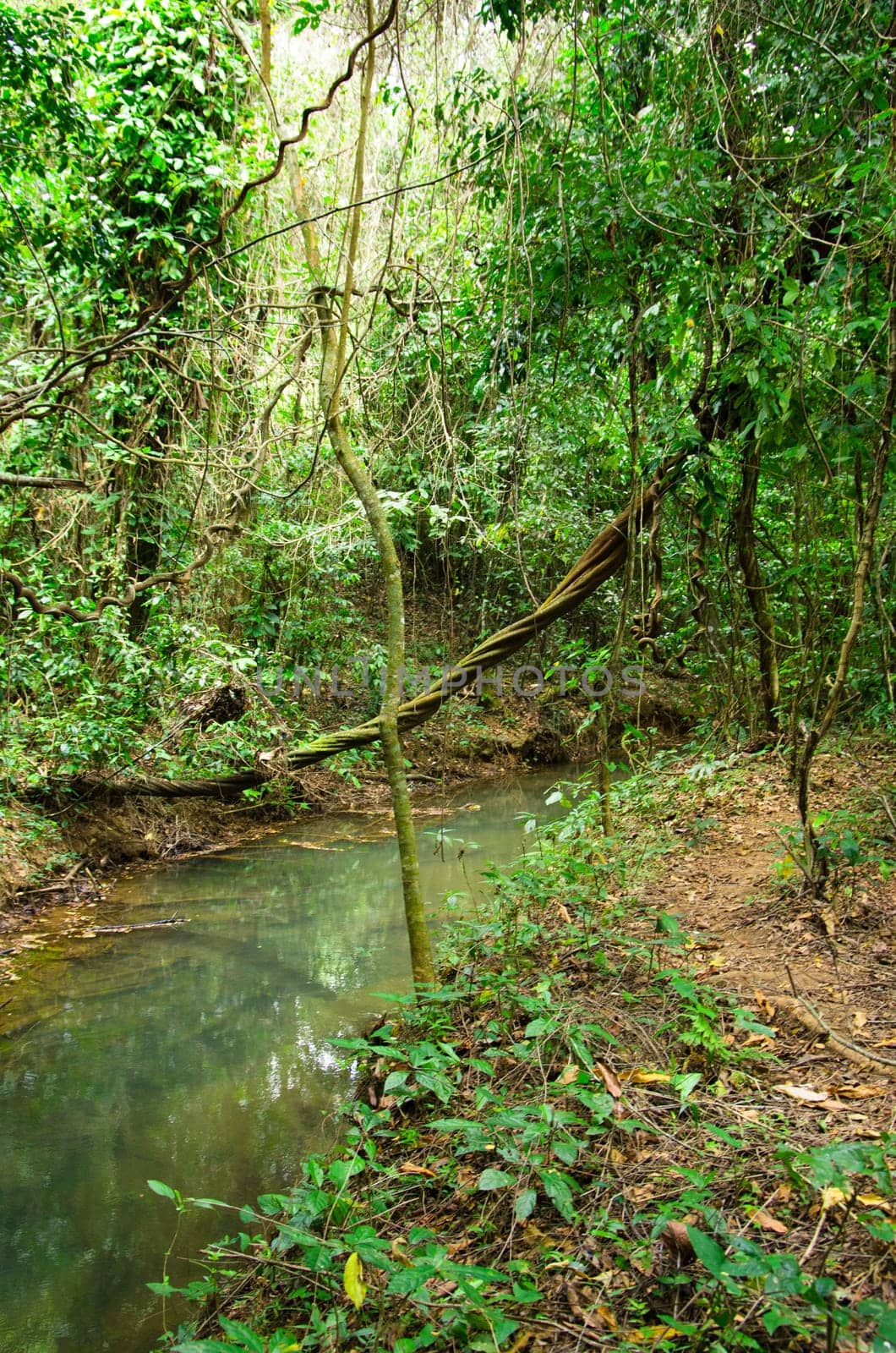 Stream in the tropical forest