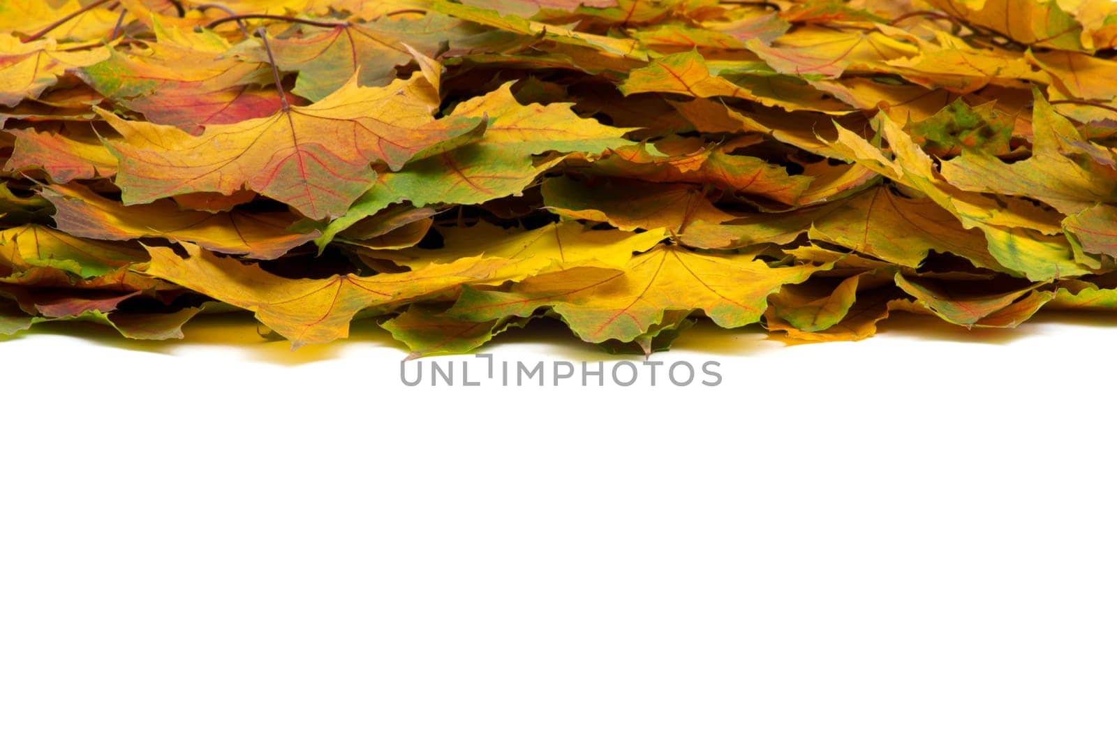autumn maple leafs isolated on a white