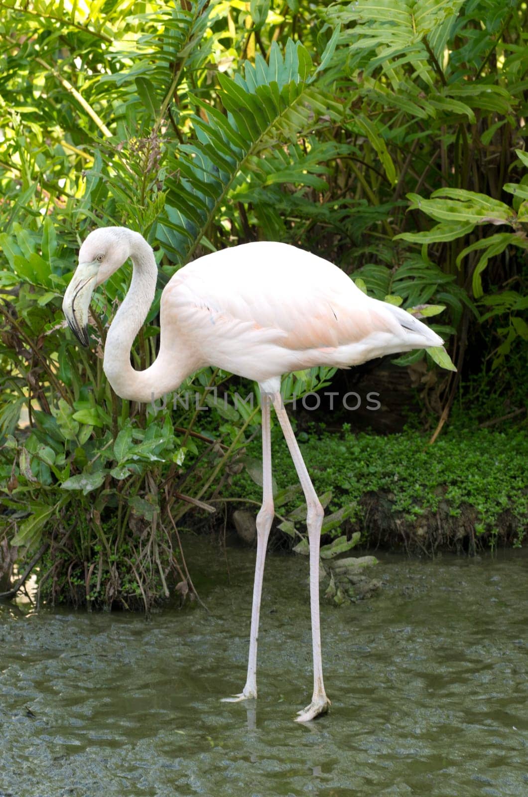 Image of flamingos in the water