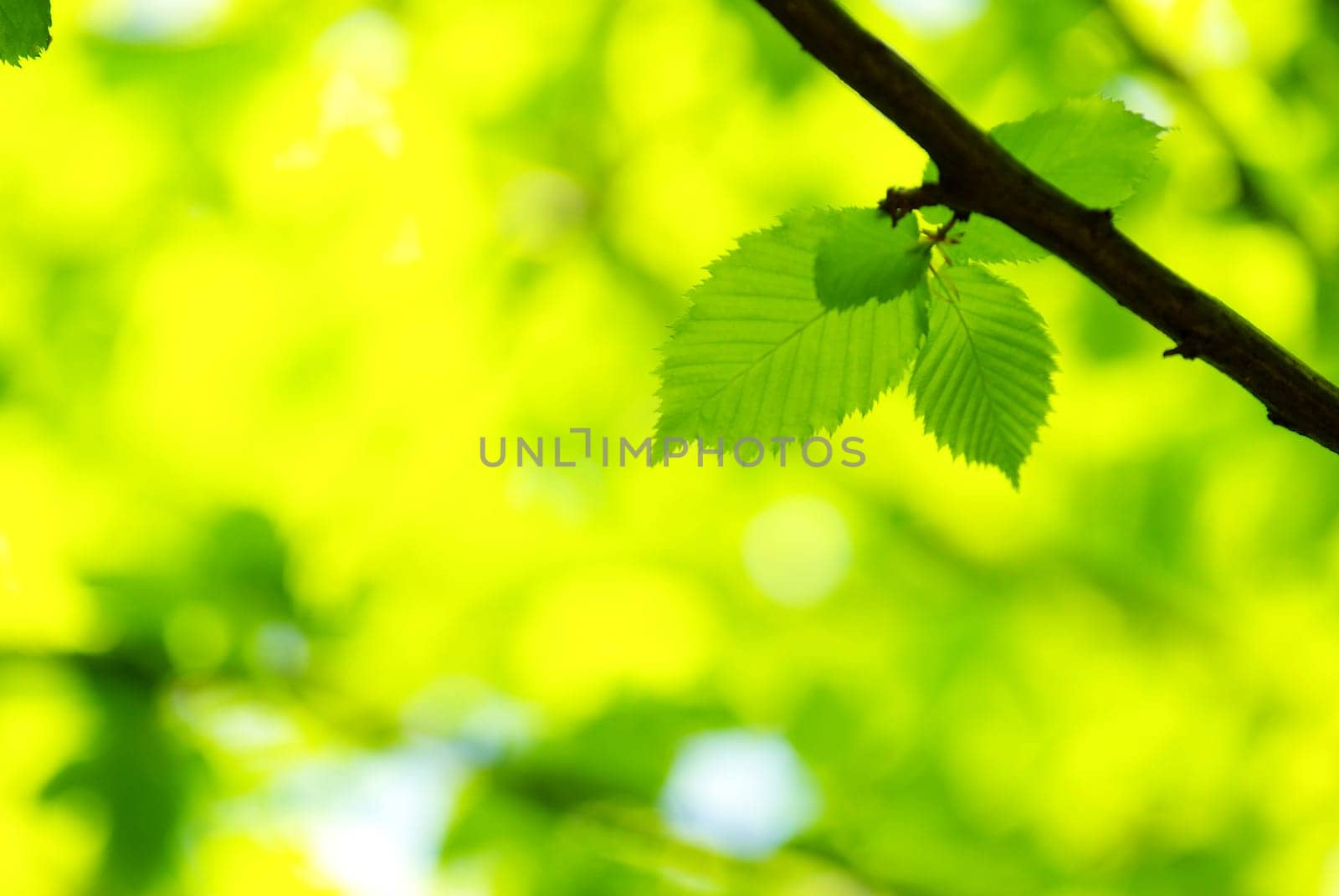 green leaves background in sunny day