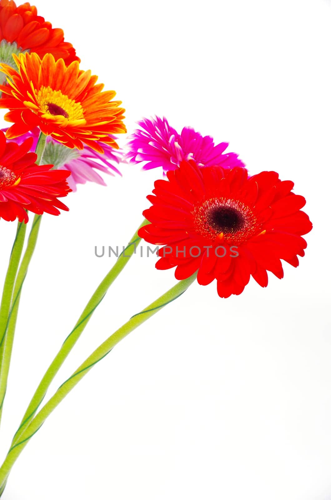 colorful gerberas on white background