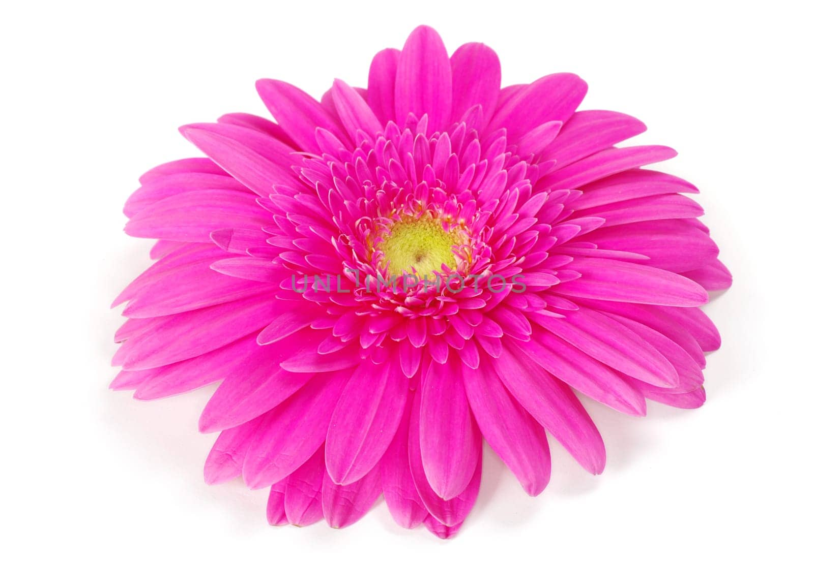 pink gerbera flower isolated on white