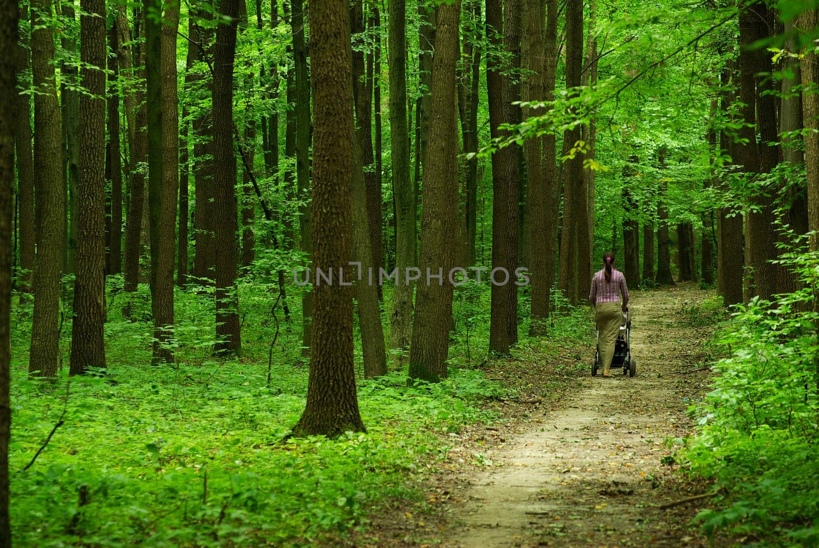 a path  is in the green forest